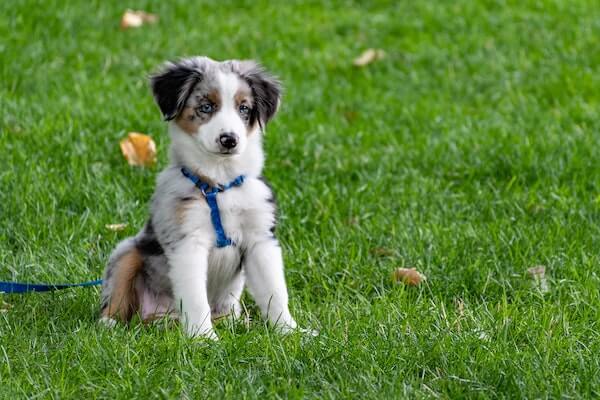 adorable puppy in the grass