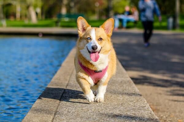 corgi running by a pool