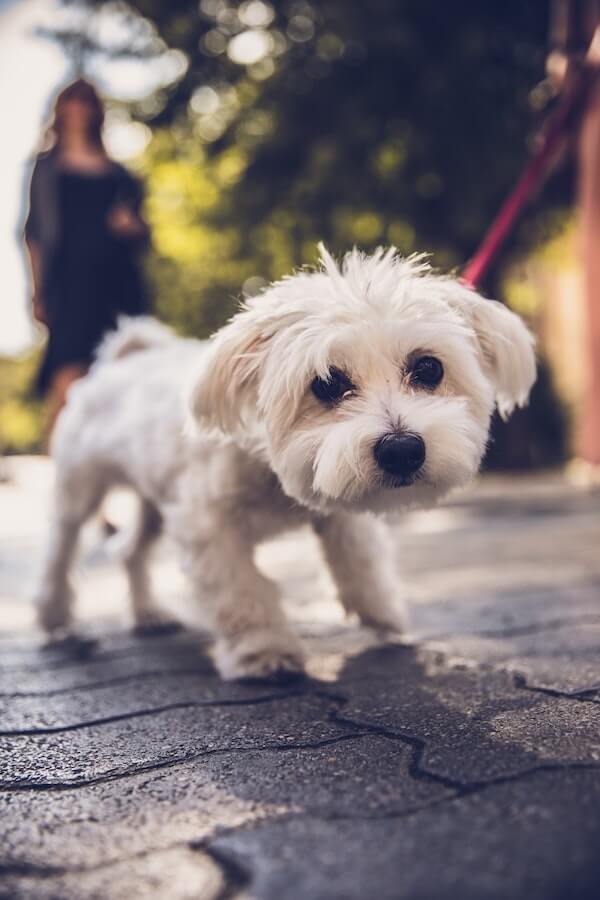 small, cute puppy