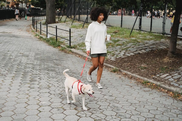 person walking their dog through the park